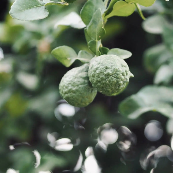 Hinoki Bergamot Room Spray