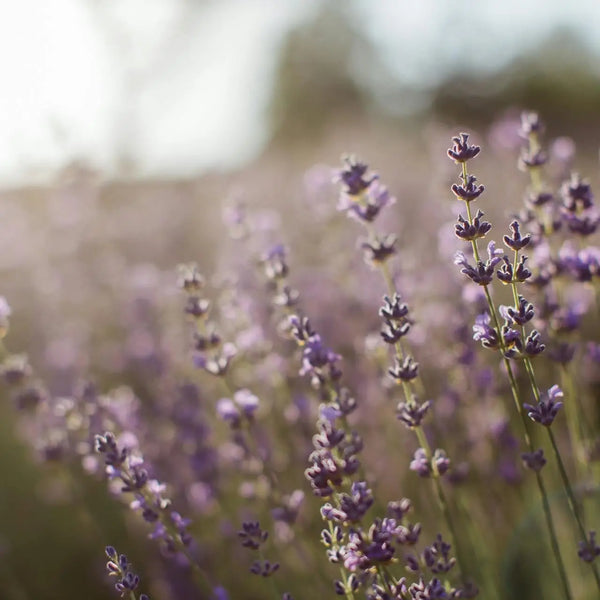 Lavender Hand Lotion