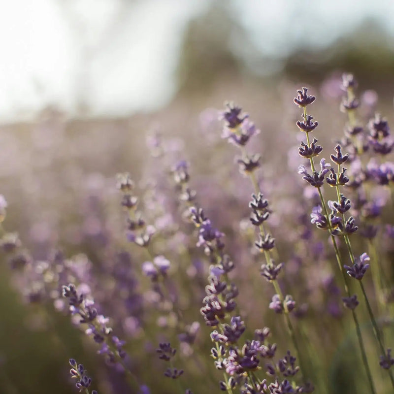 Lavender Hand Lotion
